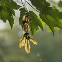 Греясь в солнечных лучах :: Николай Саржанов