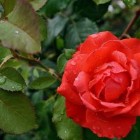 Розы после дождя Фото №4 :: Владимир Бровко