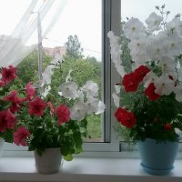 Лето на балконе :: Любовь Чунарёва