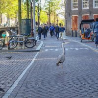 Цапля в Амстердаме :: Владимир Леликов