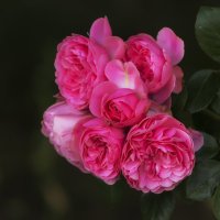 Розовое великолепие. :: Svetlana 