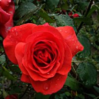 Розы под дождем... :: Galina Dzubina