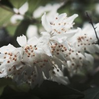 Белые цветы :: Людмила Самойлова