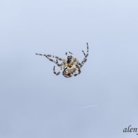 Наши северные пауки - уменьшенная копия тарантула) :: Алена Малыгина