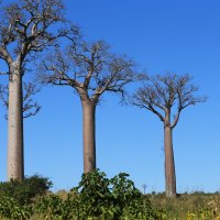 Три баобаба на Мадагаскаре :: Ольга Петруша