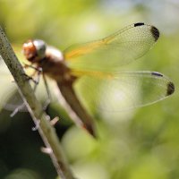 dragonfly :: Бармалей ин юэй 