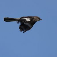 Northern Mockingbird :: Naum 