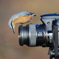 С ДНЁМ ФОТОГРАФА! :: Светлана Ивановна Медведева