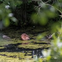 Здесь спокойно и никто не мешает. :: Владимир Безбородов