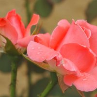 И под дождём прекрасны розы... :: Тамара (st.tamara)