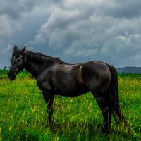лошадь :: Дима Дима