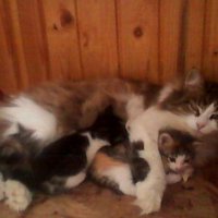 Мама-кошка :: Светлана 