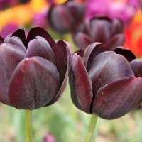 Необыкновенные тюльпаны :: татьяна 