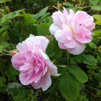Розовые розы :: BoxerMak Mak