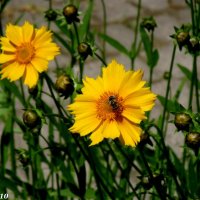 Солнечные цветы :: Нина Бутко