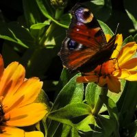 Бабочка в цветах :: Alla Shapochnik