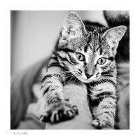 Фотогеничность по-кошачьи :: Анастасия Светлова