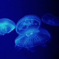 Медузы Японского моря :: Олег Воробьёв
