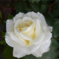 Белая роза :: Natali 