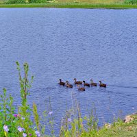 Хлопунцы пока еще не пуганные,но скоро встанут на крыло и... :: Алла Кочергина