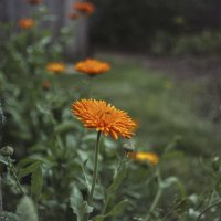 Rainy summer :: Евгений Улащик