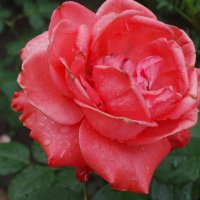 Июль,дождь,роза... :: Тамара (st.tamara)