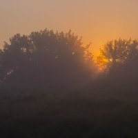Ежики в тумане :: Сергей Корнев