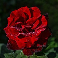 моя роза расцвела в саду :: Любовь Кищенко