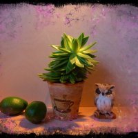 Совушка и авокадо :: Nina Yudicheva