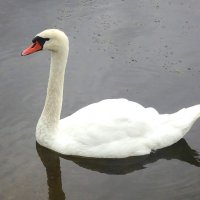 Белый лебедь на озере :: Маргарита Батырева