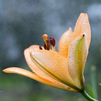 Макро лилии в каплях дождя :: Александр Синдерёв