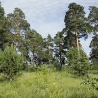 *** :: Олег Афанасьевич Сергеев