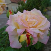 "Почему так сладко пахнут розы, Принося сумятицу в сердца? ...." :: Galina Dzubina