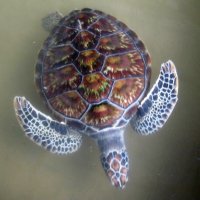 Цейлонская черепаха :: ЛЮБОВЬ ВОРОЖБИТ