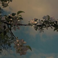 Цветение яблони :: Фотогруппа Весна