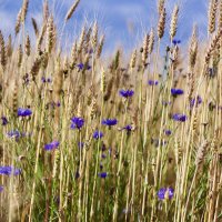 Пшеничное поле :: Александр Громыко