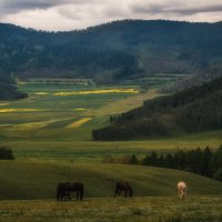 Утро в Каракольской долине :: Галина Шепелева