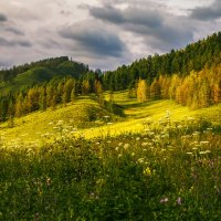 Летнее разнотравье... :: Галина Шепелева