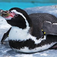 Пингвин :: Alexander Andronik