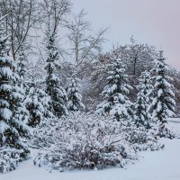 Снег :: Nn semonov_nn