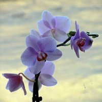Орхидея :: Сергей Карачин