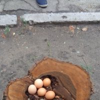 Сложная аура обычных яиц!... :: Алекс Аро Аро