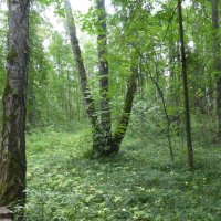 Юдинский лес 3 сентября  2017 :: Наиля 