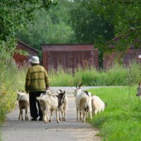 На городской окраине :: Елена Перевозникова