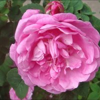 Пышная роза и скромный бутон :: Нина Корешкова