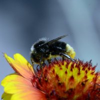 Bumblebee :: Олег Шендерюк