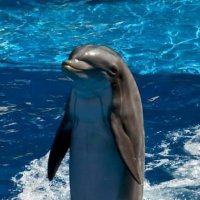 делфин....красавец!!!!! :: Dori 
