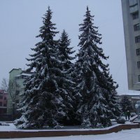 Зима   в   Ивано - Франковске :: Андрей  Васильевич Коляскин
