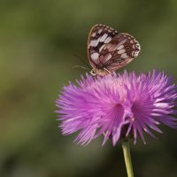 Бабочка и цветок :: Елена Ахромеева