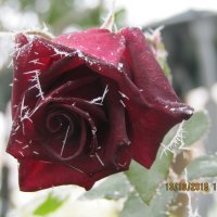 Роза и морозко :: ирина 